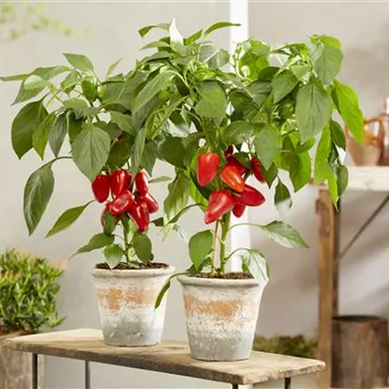 Capsicum annuum