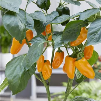 Capsicum annuum