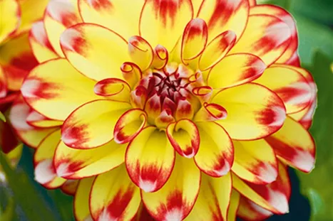 DAHLIA-Lubega-Power-Tricolor.jpg